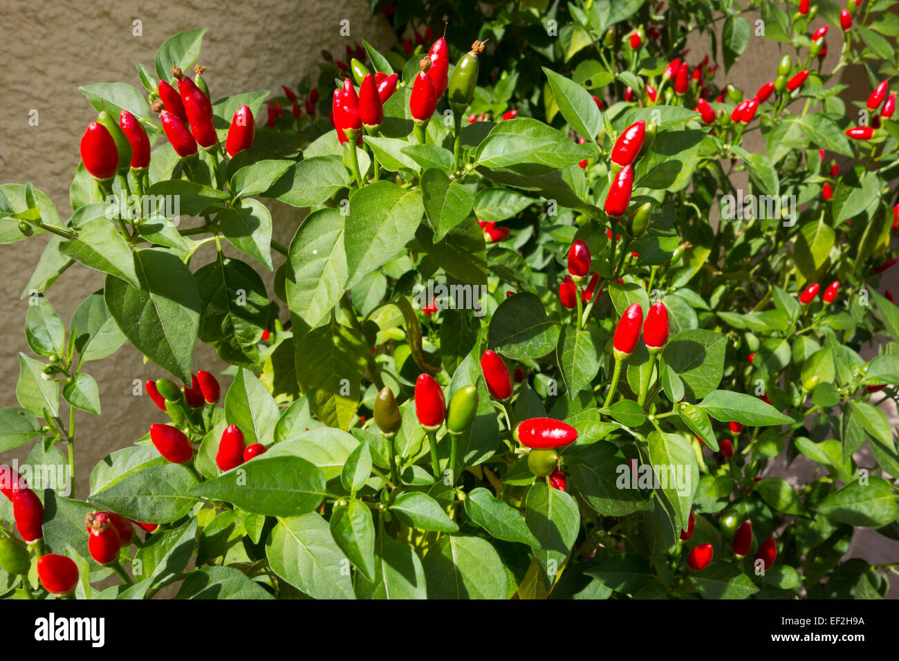 Red hot chili peppers growing on the bush Stock Photo Alamy