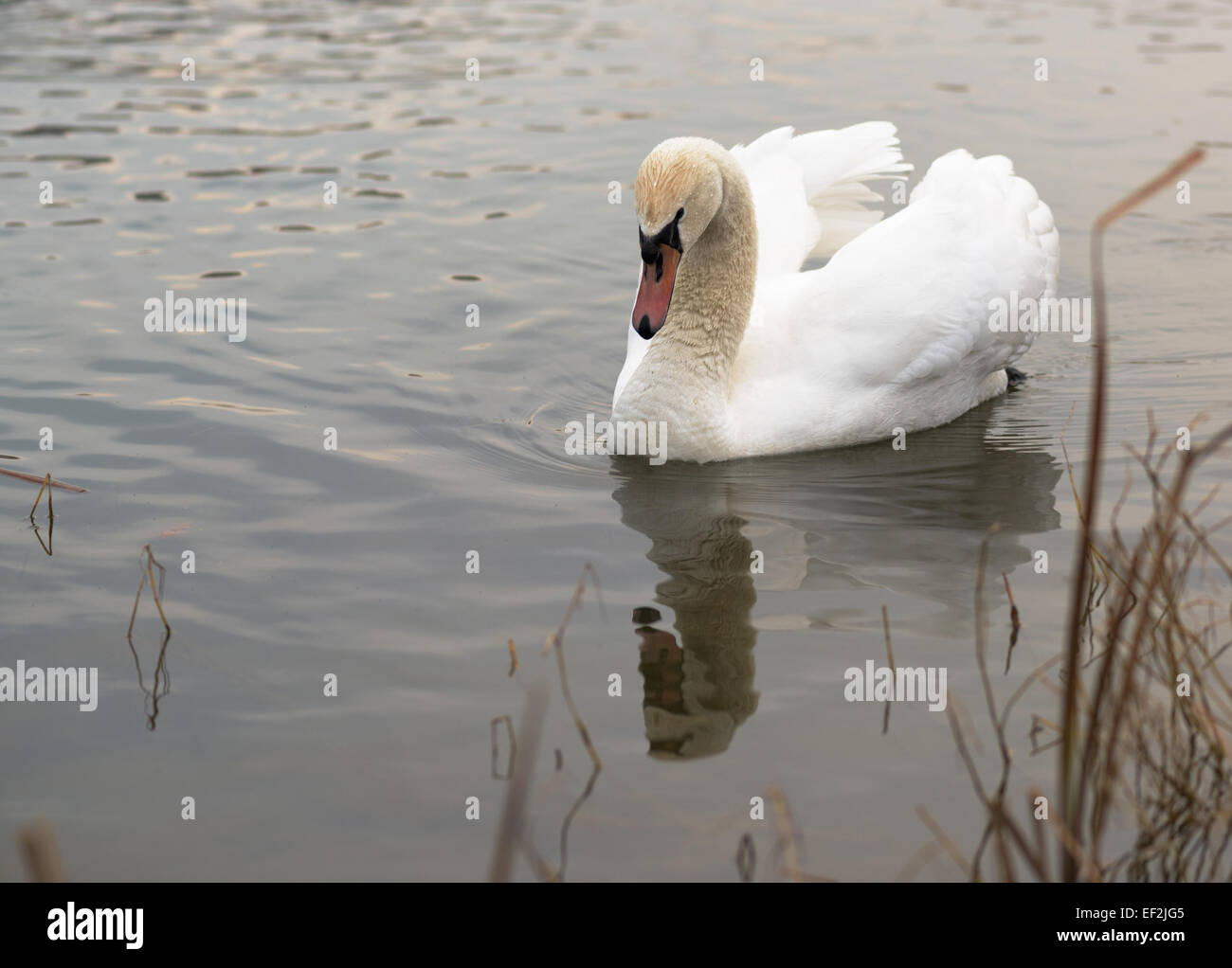 White swan swimming in a pond Stock Photo - Alamy