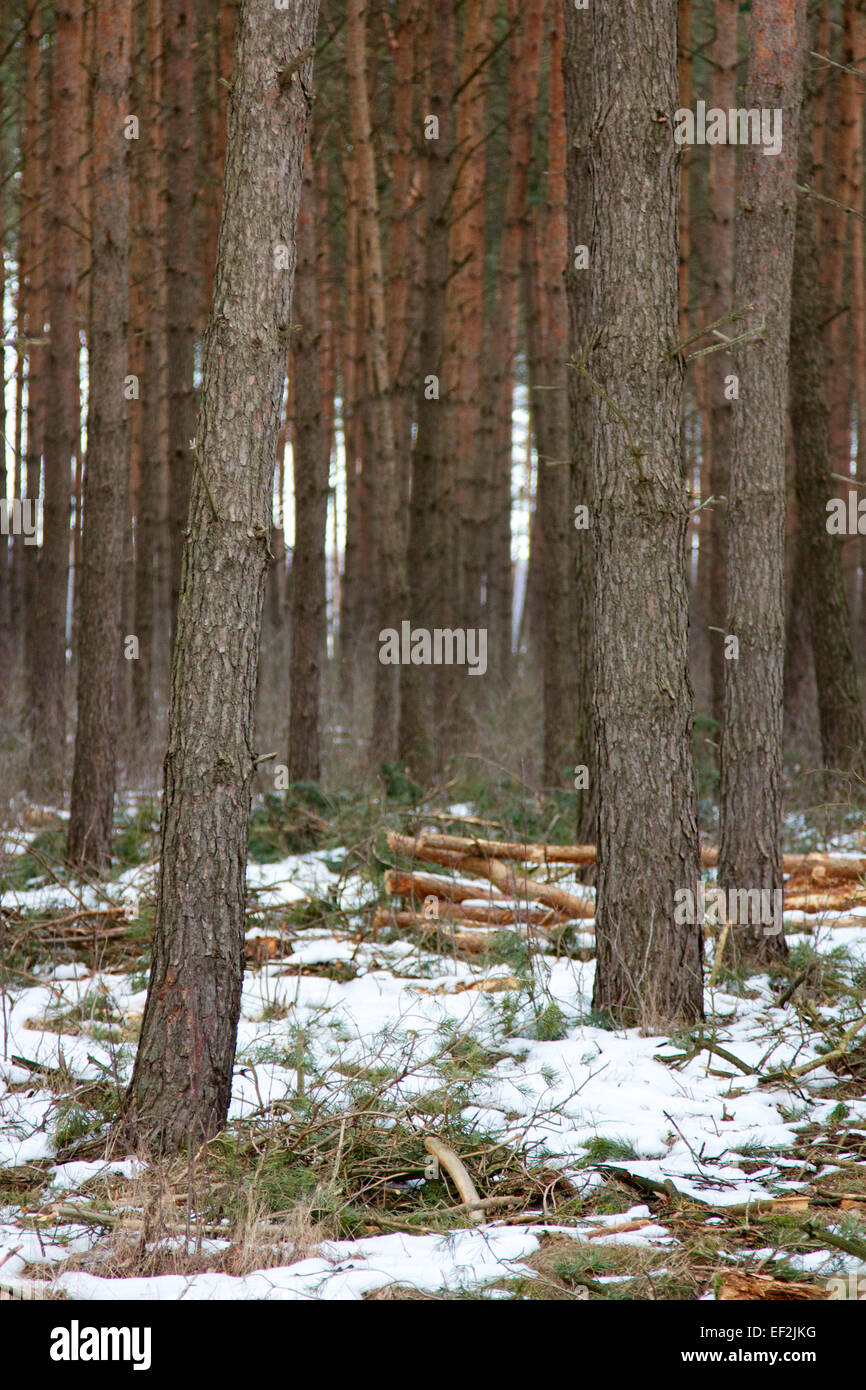 Pine forest in winter Stock Photo - Alamy