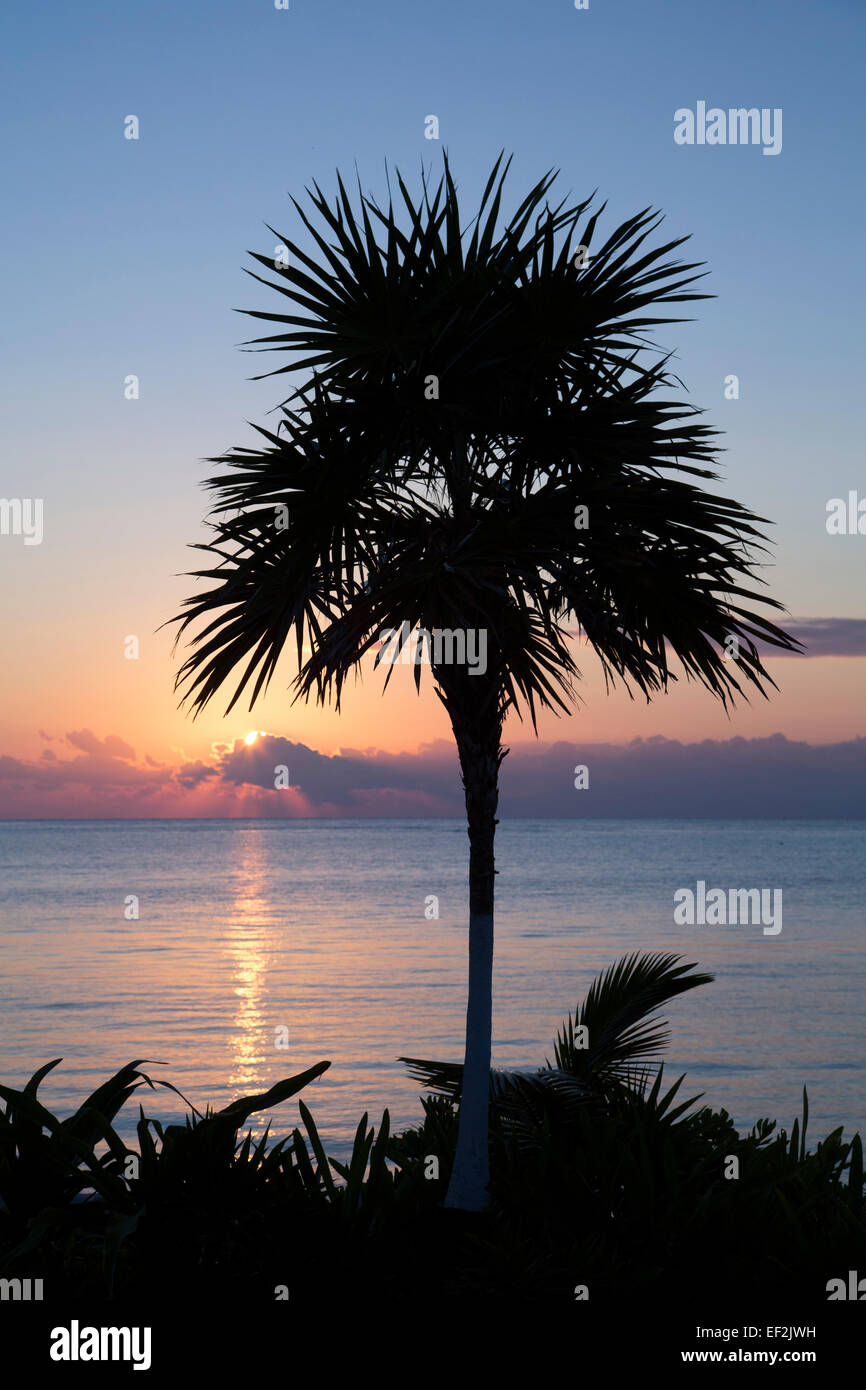 Tree sunrise hi-res stock photography and images - Alamy