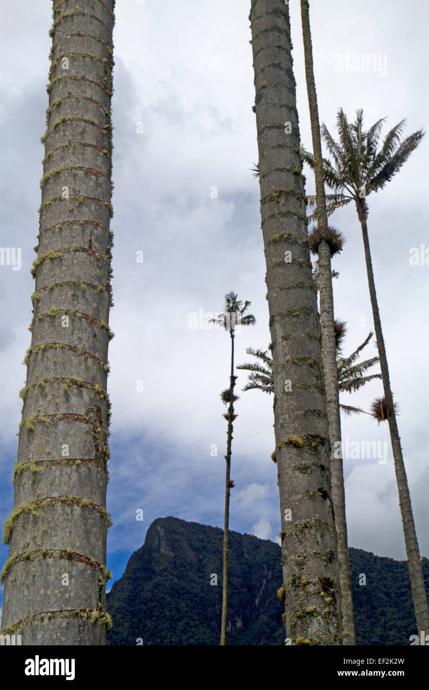 Wax palms the world's tallest palm trees in Colombia's Cocora