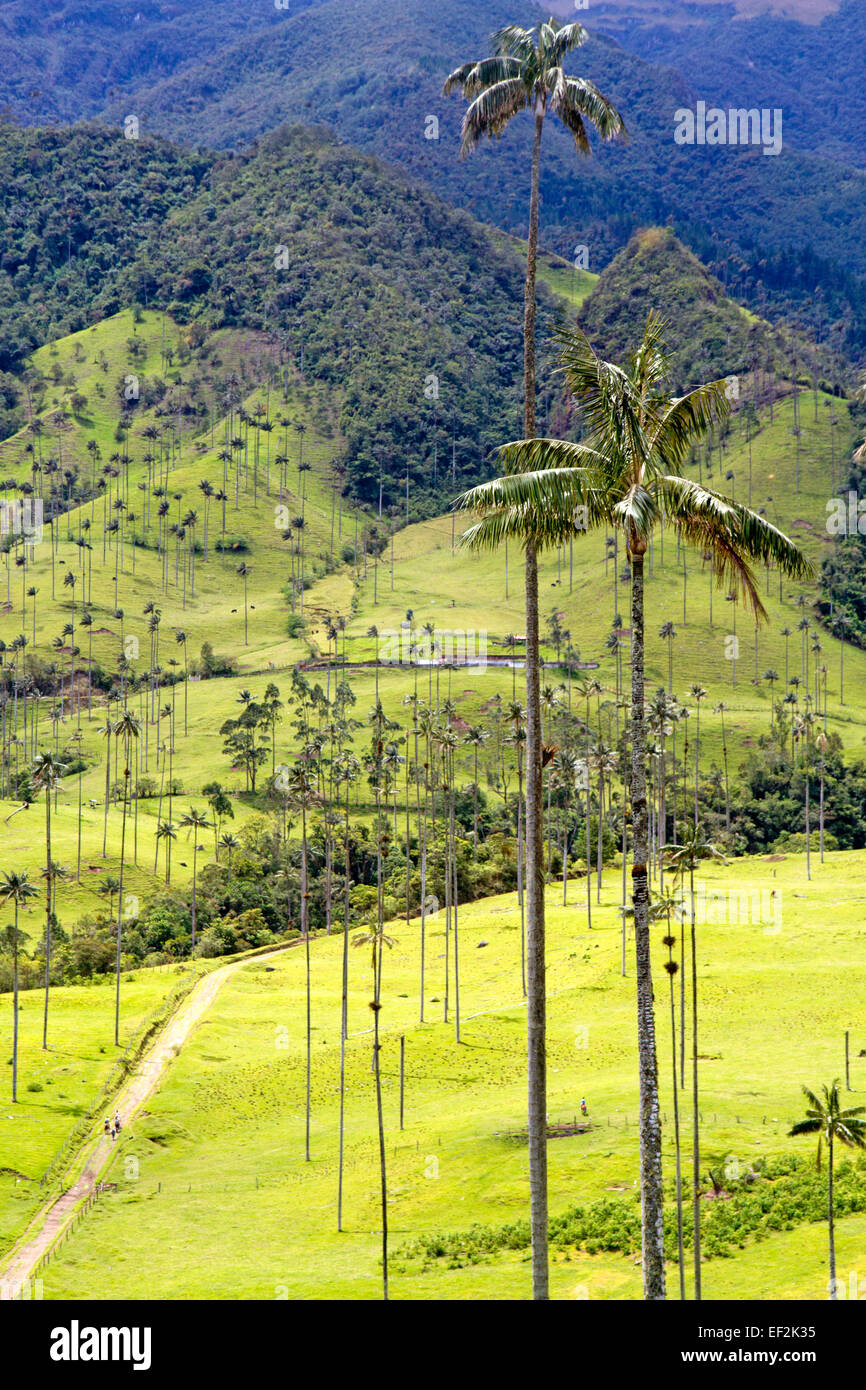 Wax palms - the world's tallest palm trees - in Colombia's Cocora Valley Stock Photo