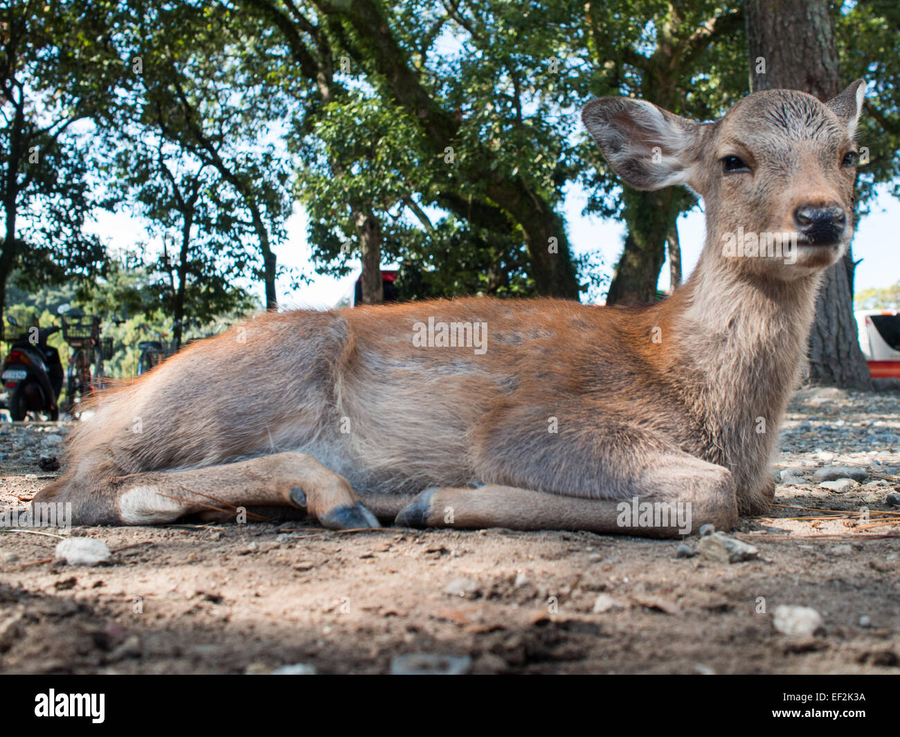 Deer lying on the ground in Nara Todai-ji temple Stock Photo