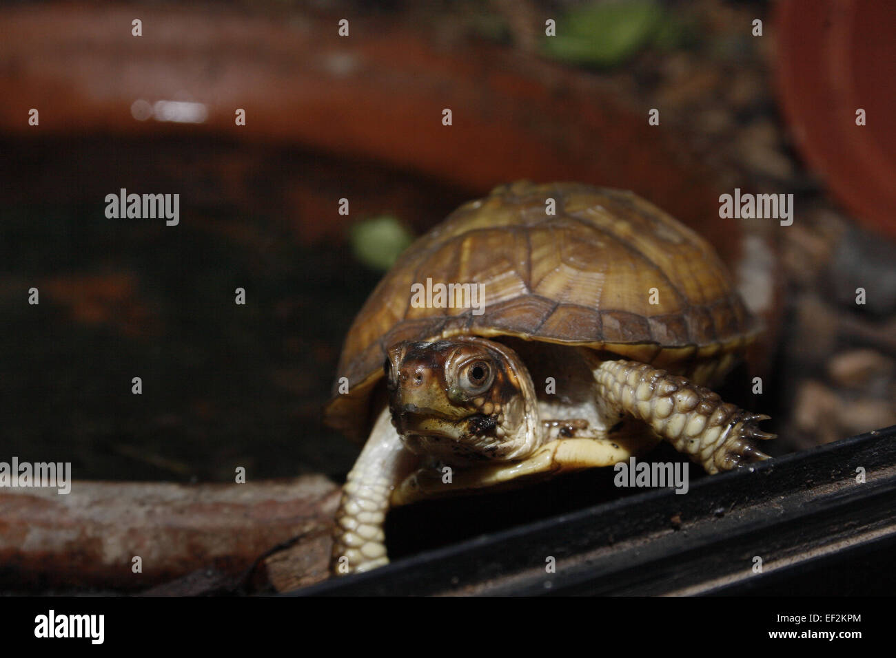 pet Box turtle in vivarium Terrapene carolina triunguis Stock Photo Alamy