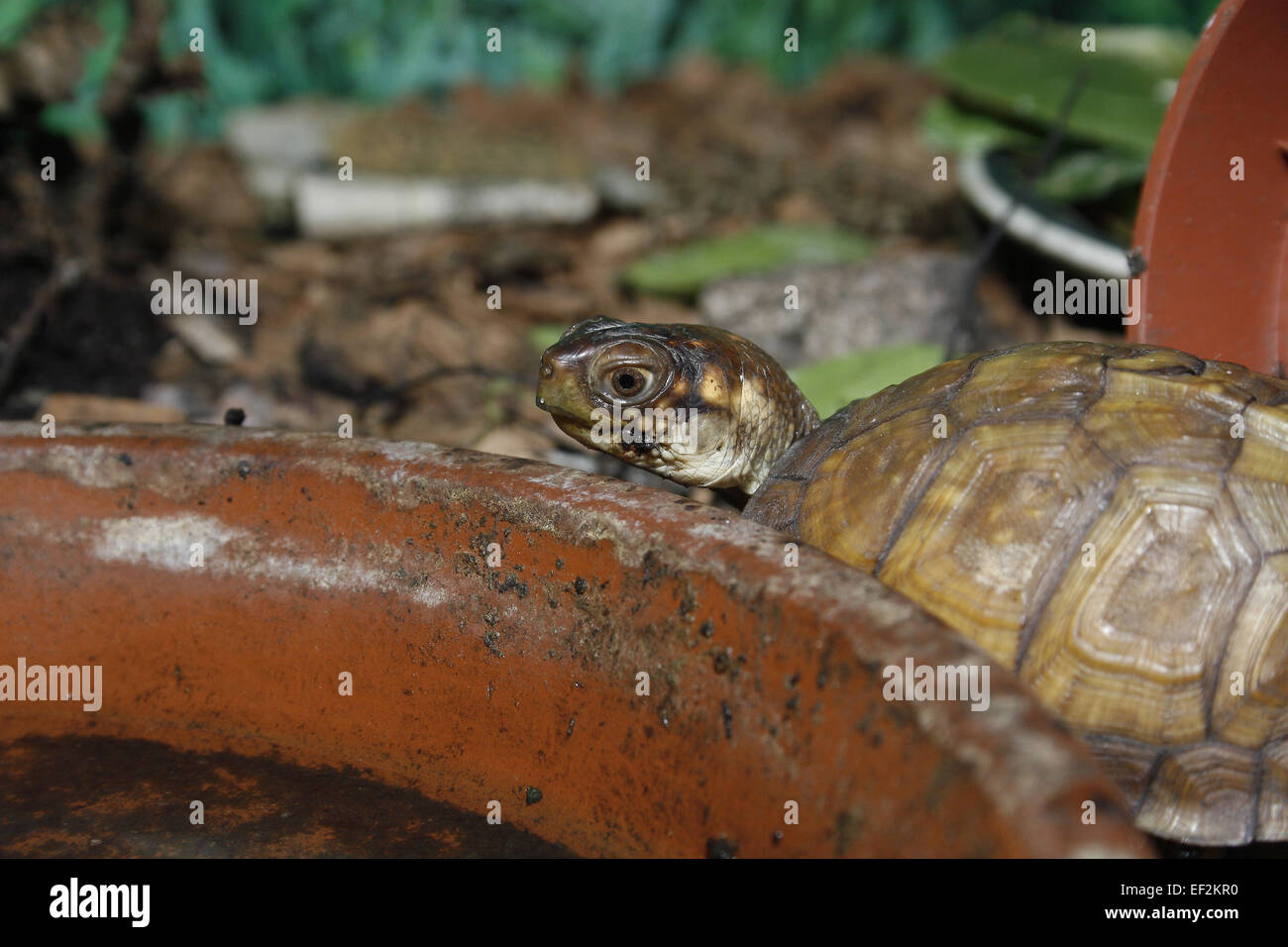 pet Box turtle in vivarium Terrapene carolina triunguis Stock Photo Alamy