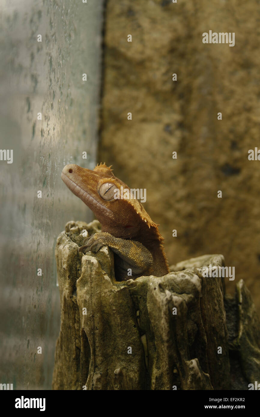 male crested gecko poking head out of artificial hide Rhacodactylus ciliatus / Correlophus ciliatus Stock Photo
