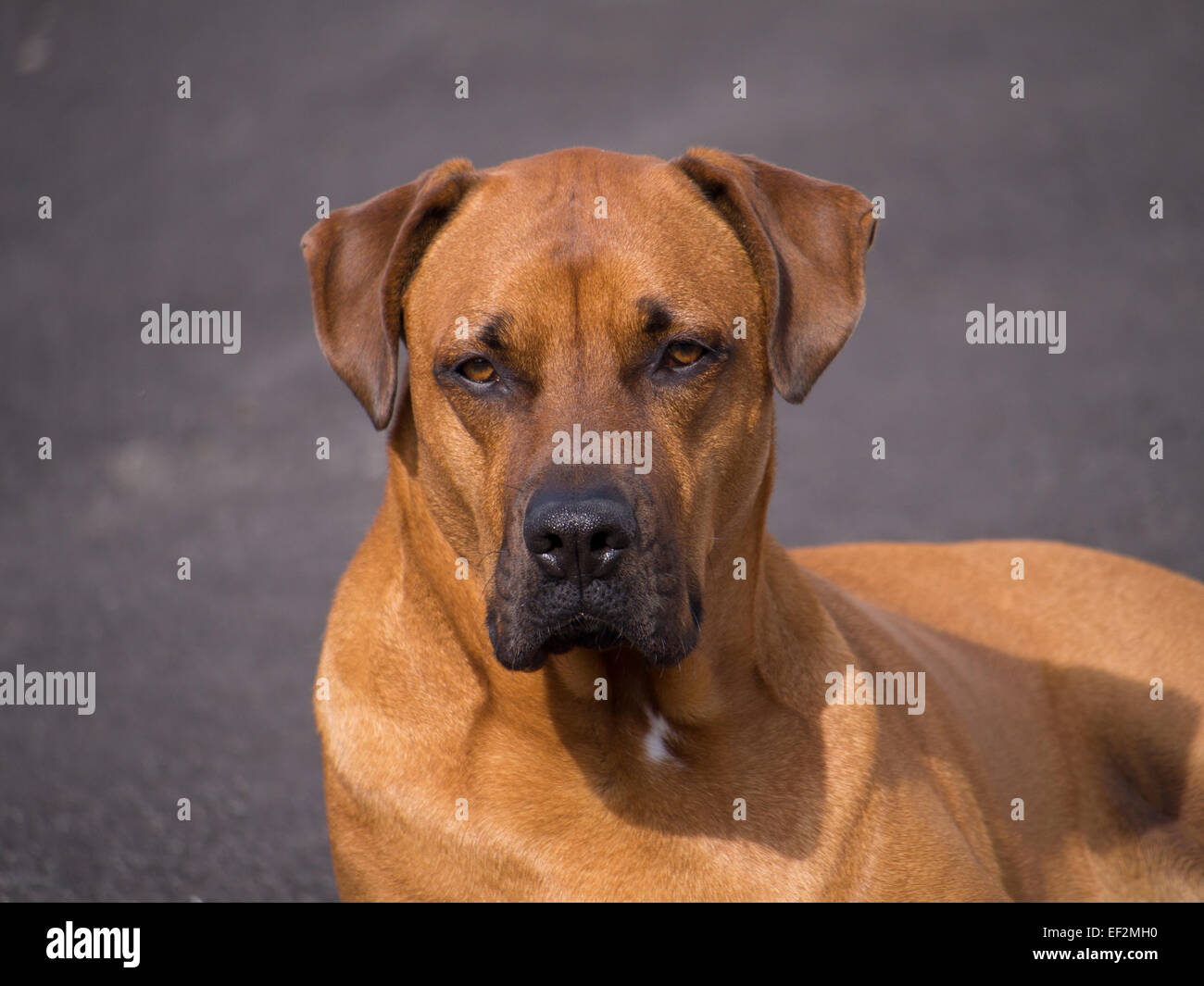 Boxer mastiff deals
