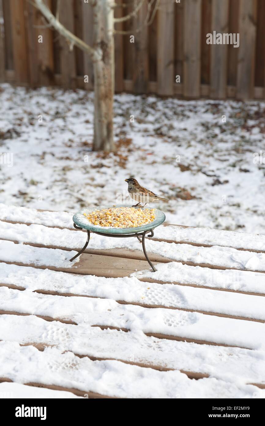 A bird perched on a feeder with corn Stock Photo Alamy