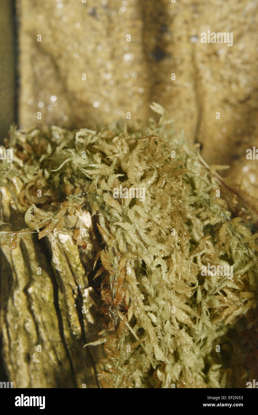 spaghum moss in vivarium Stock Photo