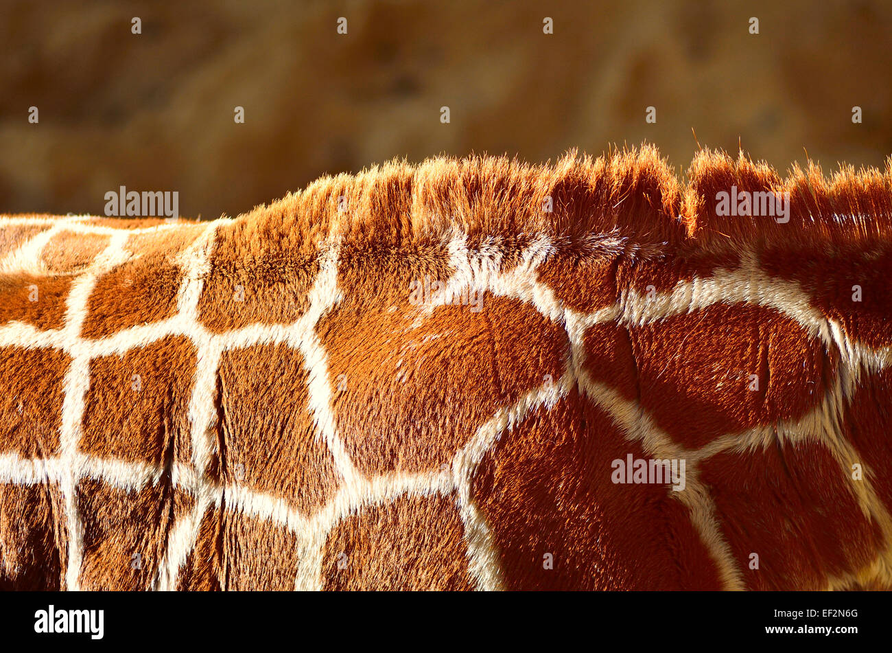 Giraffe shoulders with mane on back of neck Stock Photo - Alamy