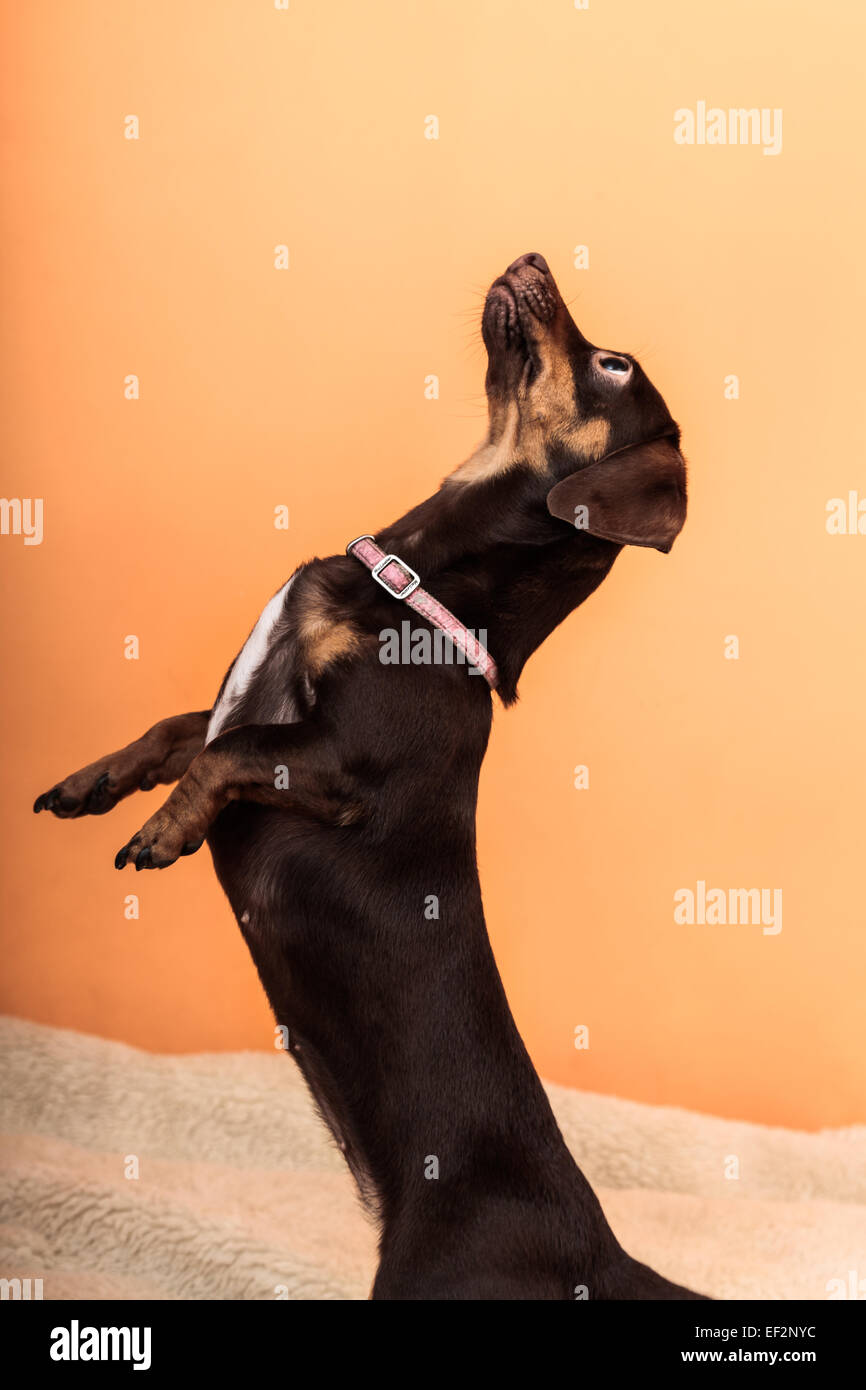 Why Do Dogs Jump On The Bed