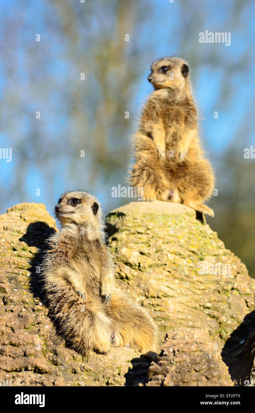 Meerkats looking out for predators Stock Photo
