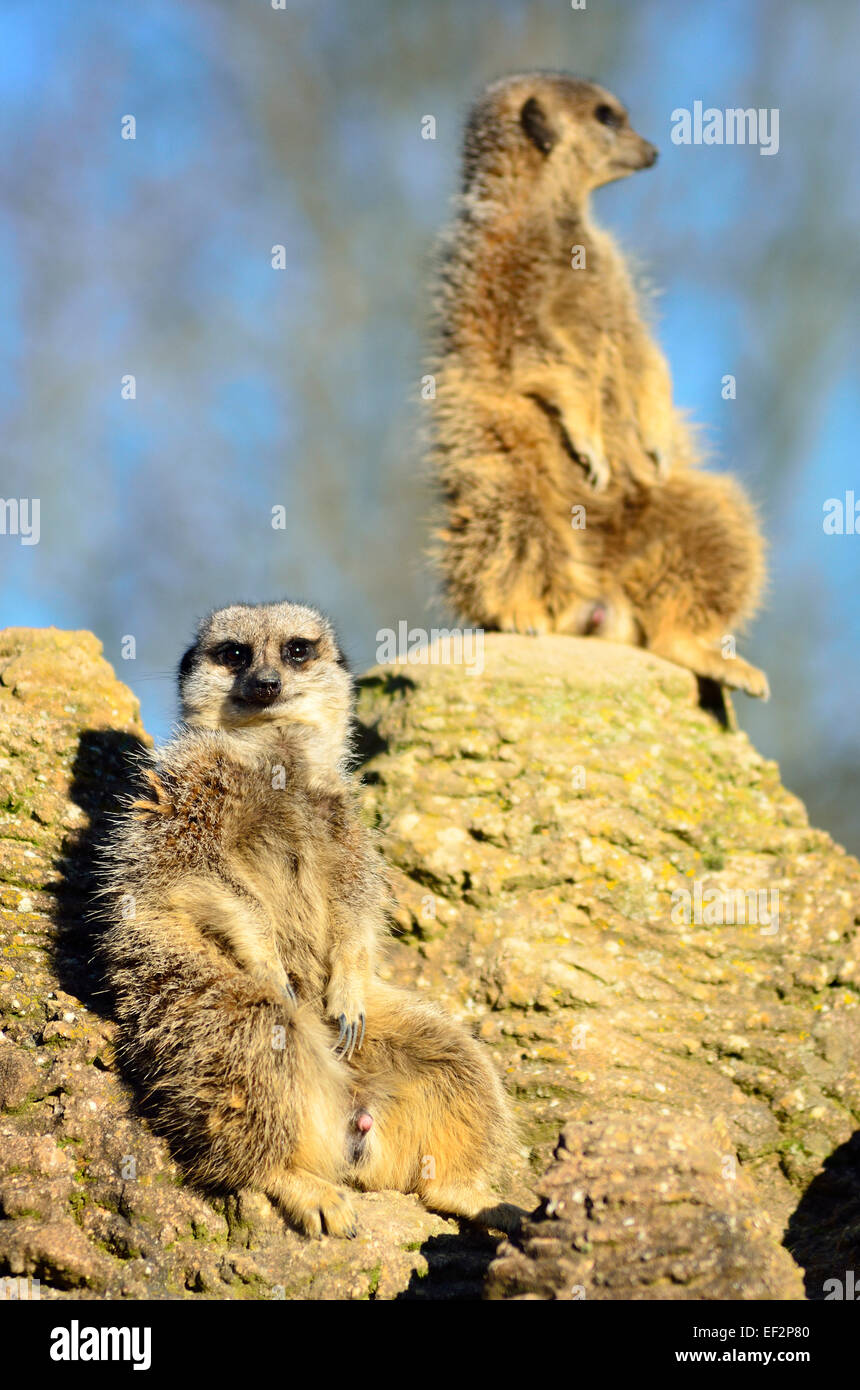Meerkats on their lookout post Stock Photo