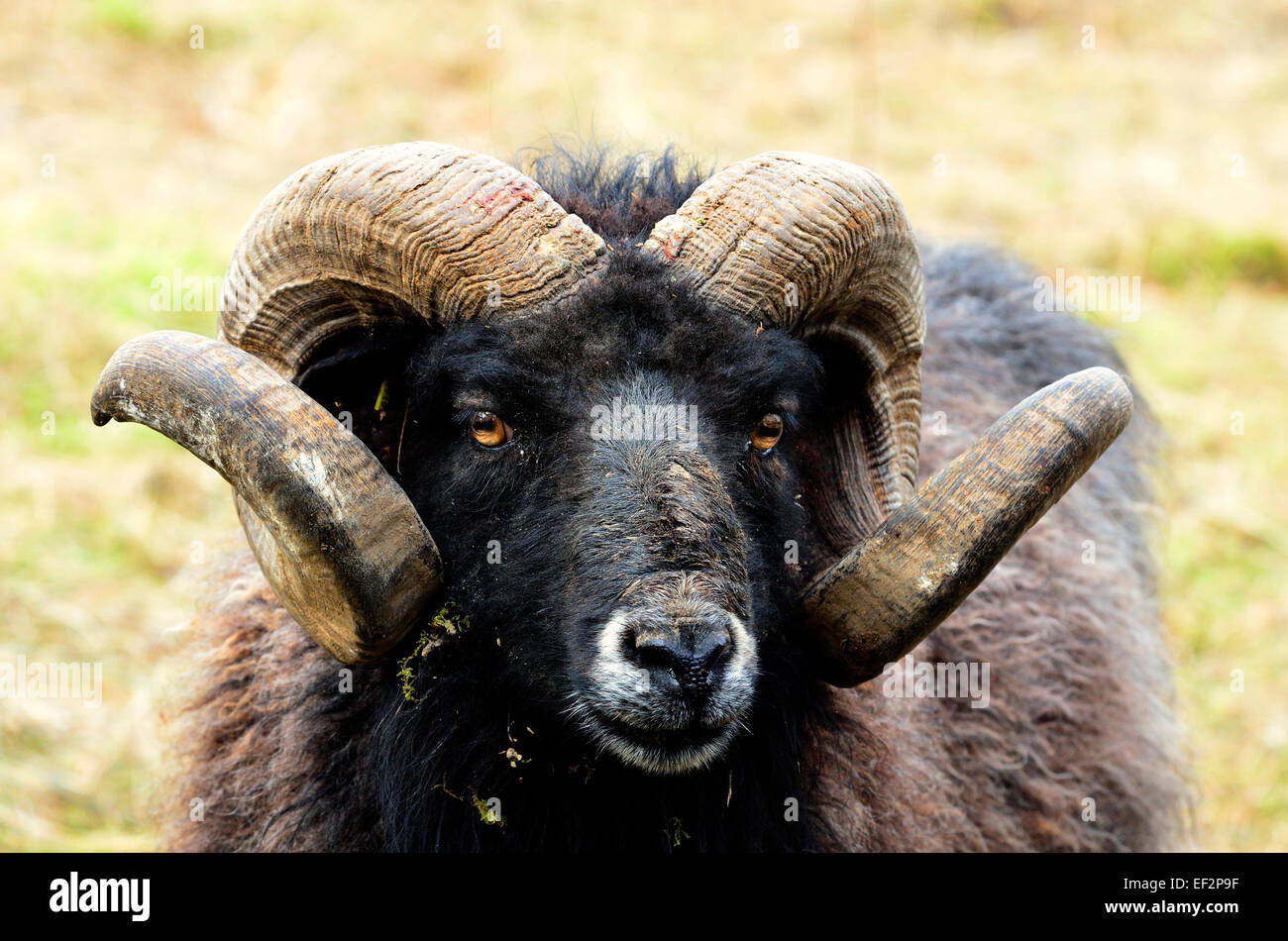 Hebridean Black Ram Stock Photo - Alamy