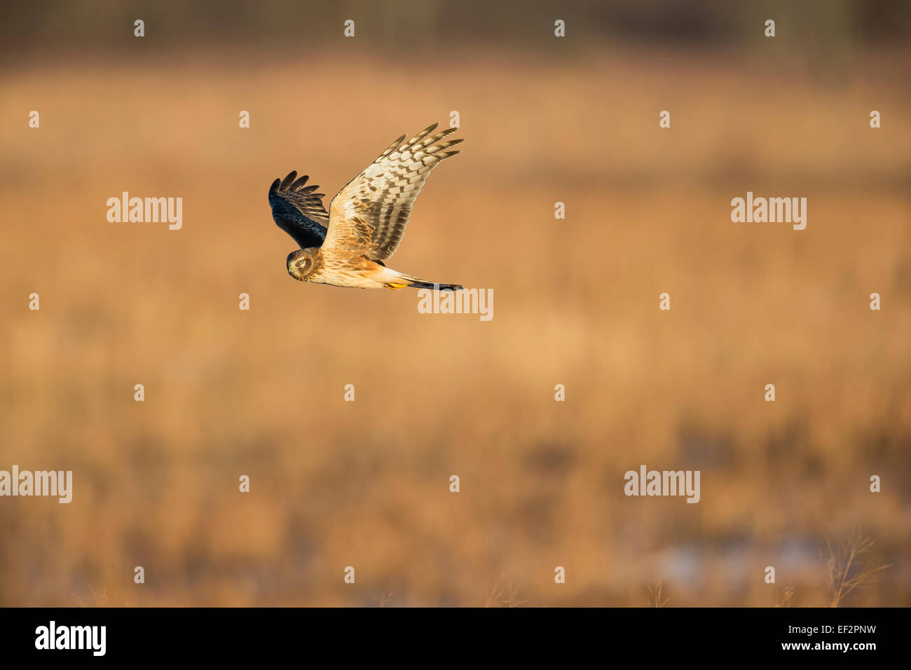 Female adult Northern Harrier - Circus cyaneus - flying low over the farm Stock Photo