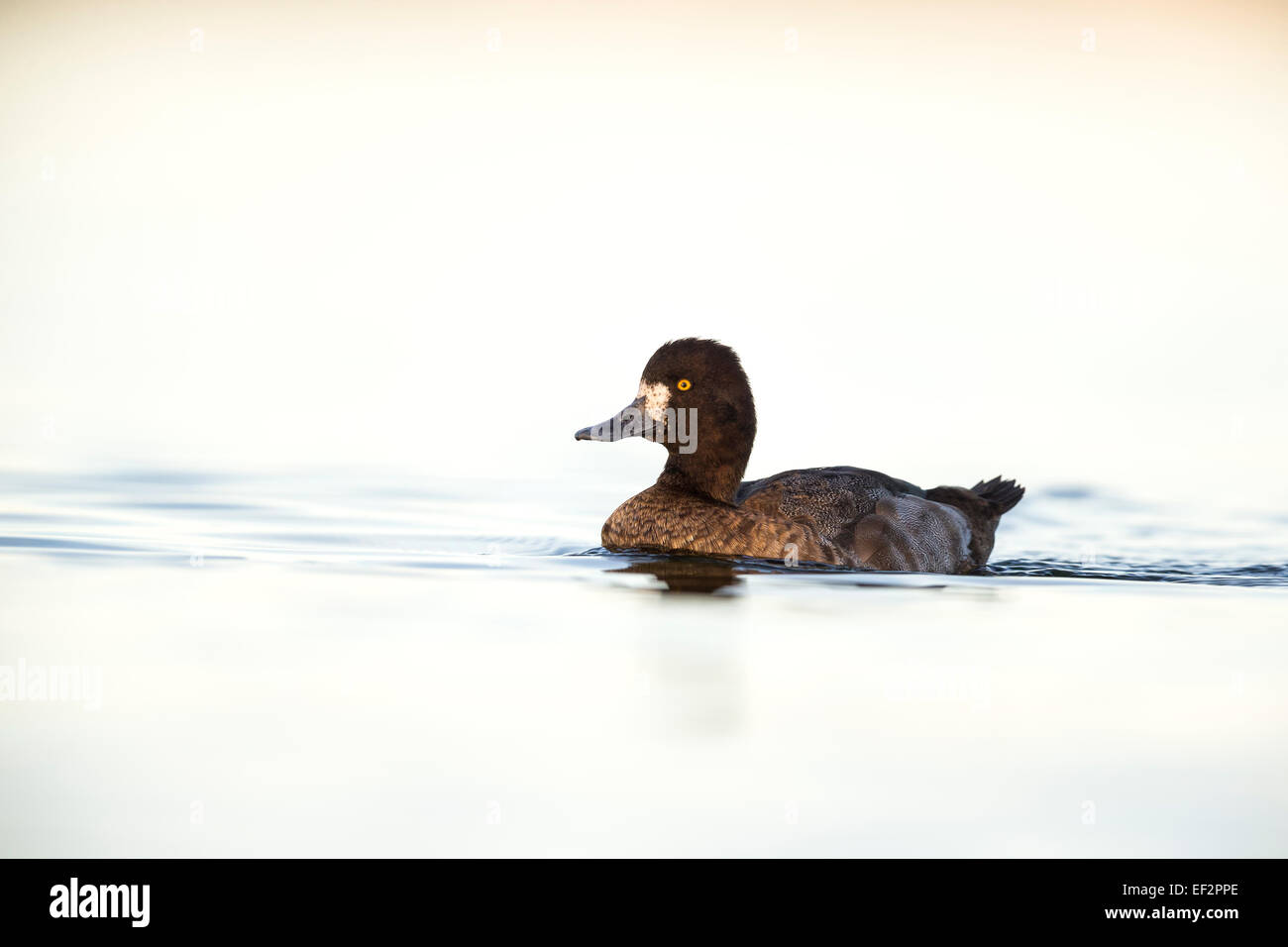 Female Lesser Scaup - Aythya affinis - swimming in a river Stock Photo