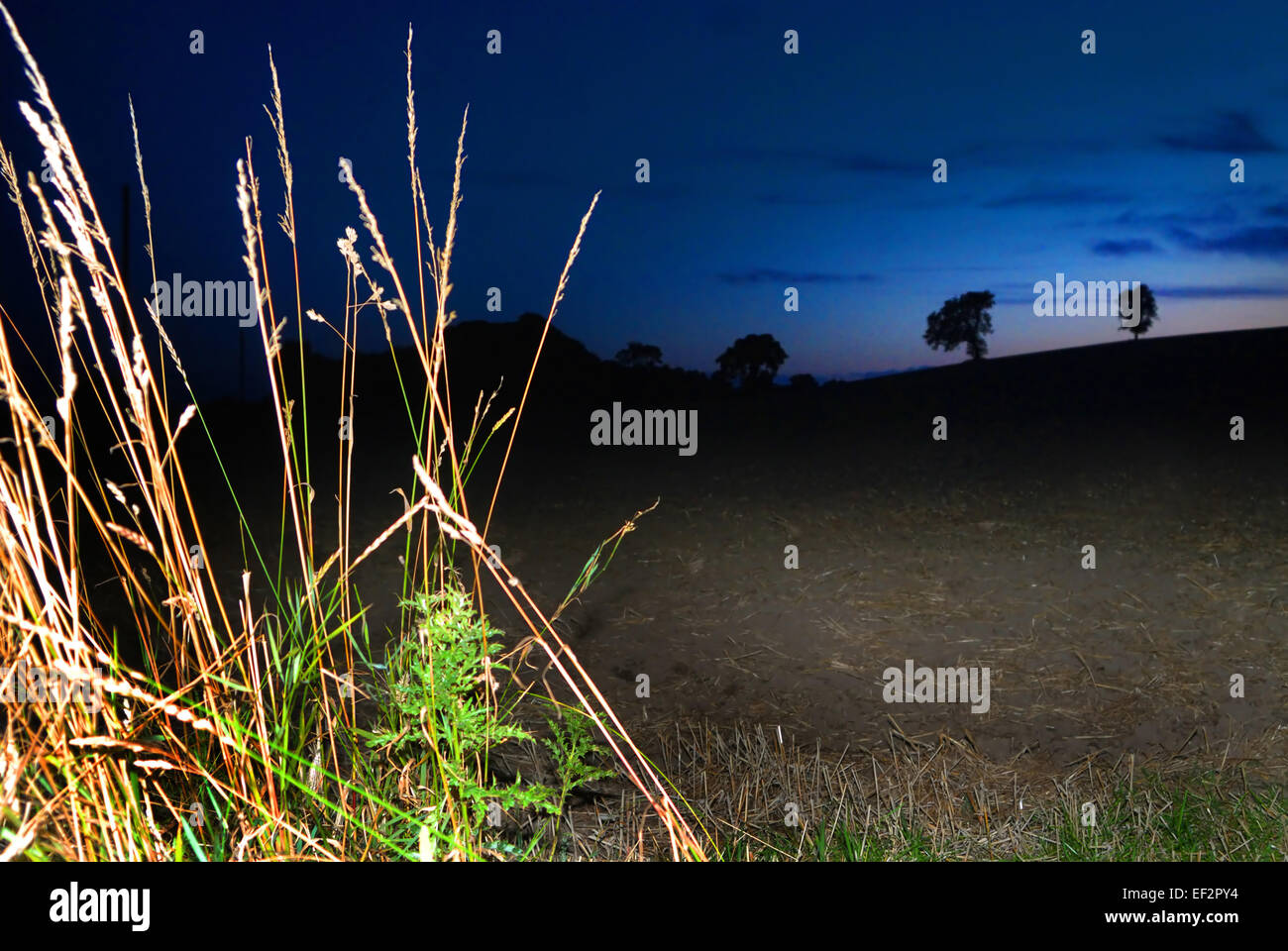 Trees at sunset Stock Photo - Alamy