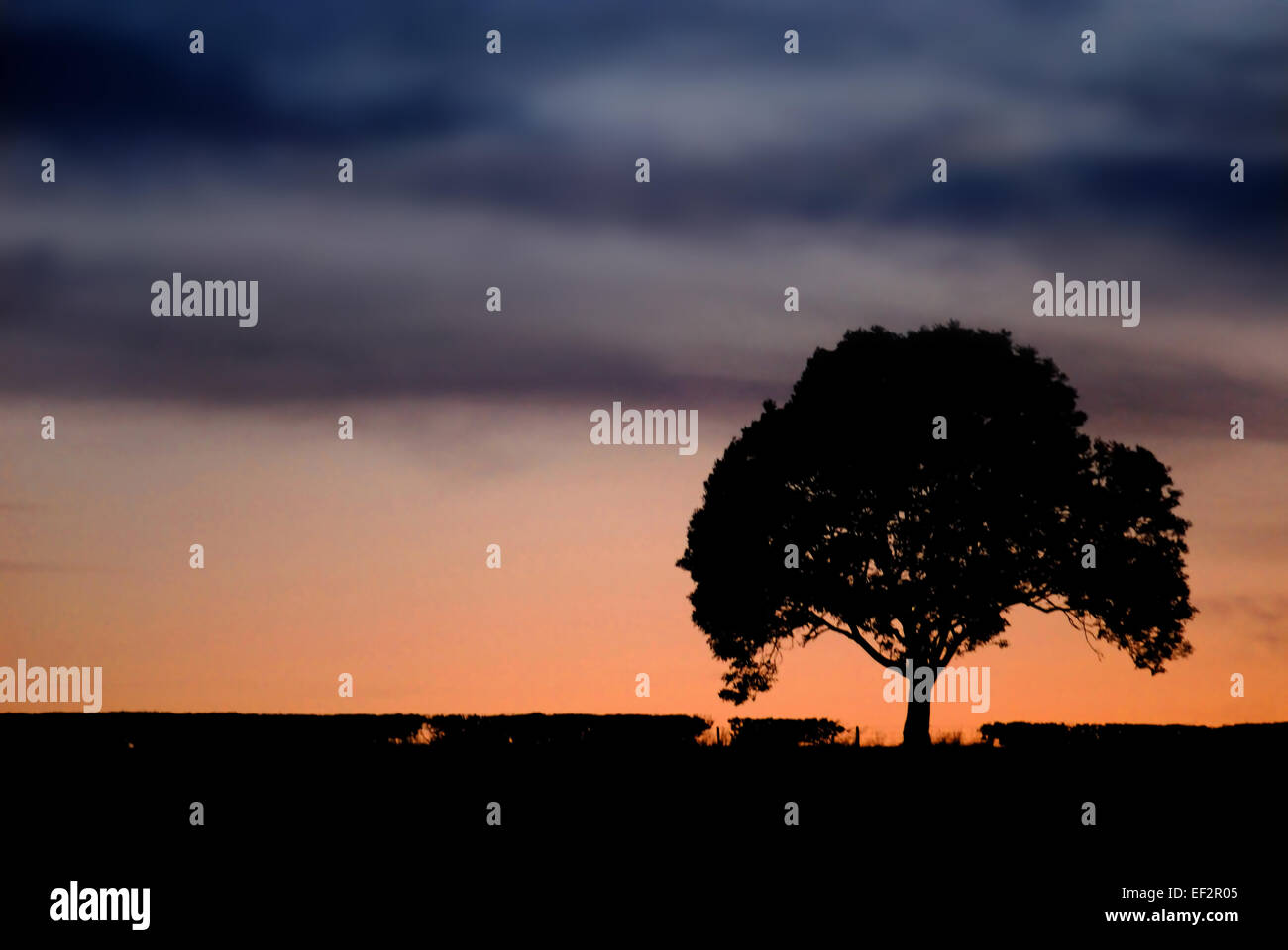 Treeview Sunset Trees at sunset Stock Photo - Alamy