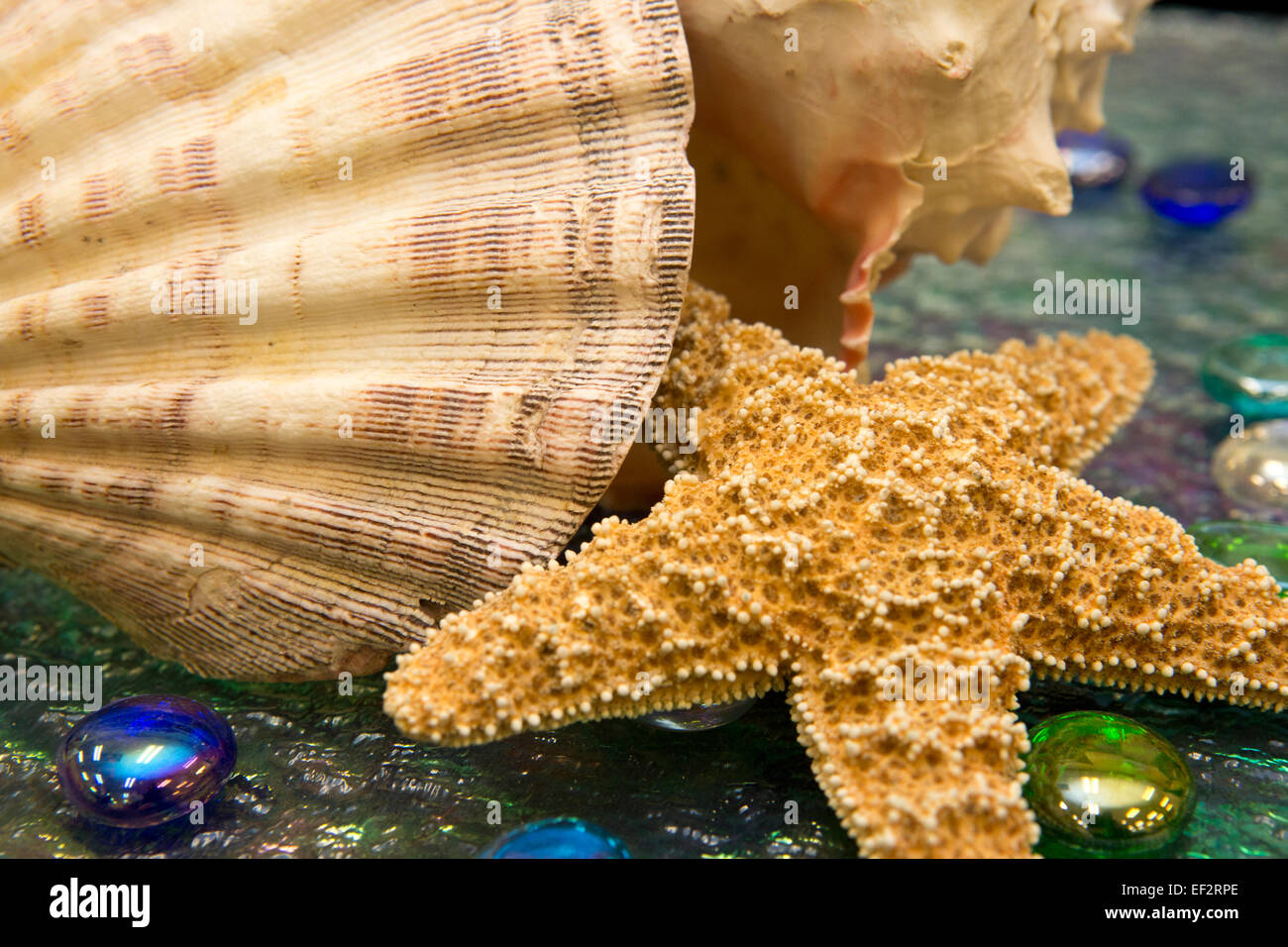 Starfish and scallop shell on a decorative mat Stock Photo