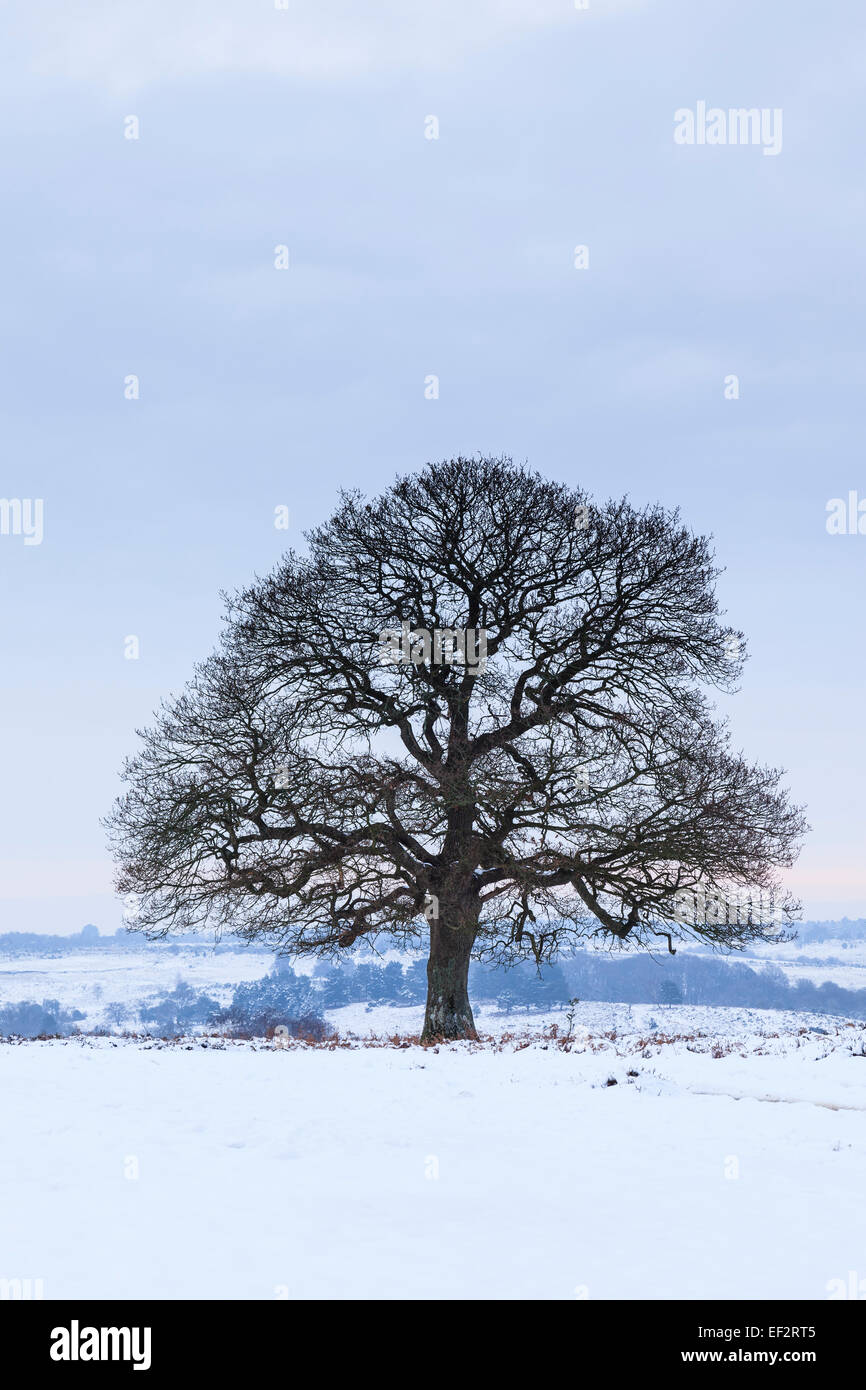 Oak tree in a snow-covered field at Mogshade Hill, New Forest National Park, Hampshire, United Kingdom Stock Photo