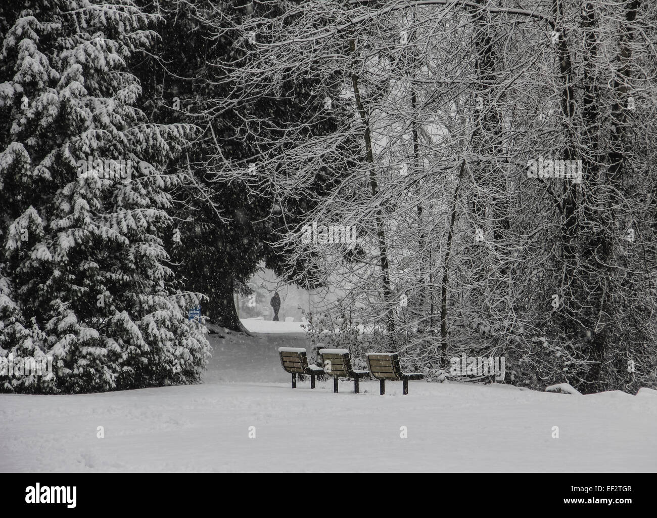 Man walking in the park on a snowy winter morning with park benches in ...