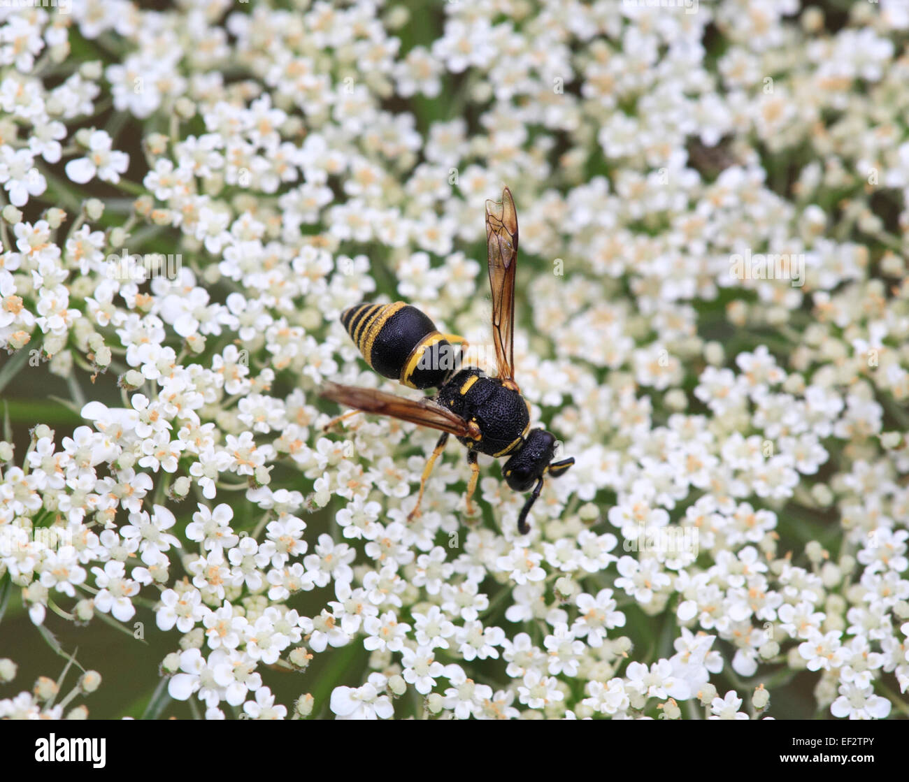 Potter wasp )Eumeninae) sp.) on Queen Anne's Lace flower (Daucus carota) Stock Photo
