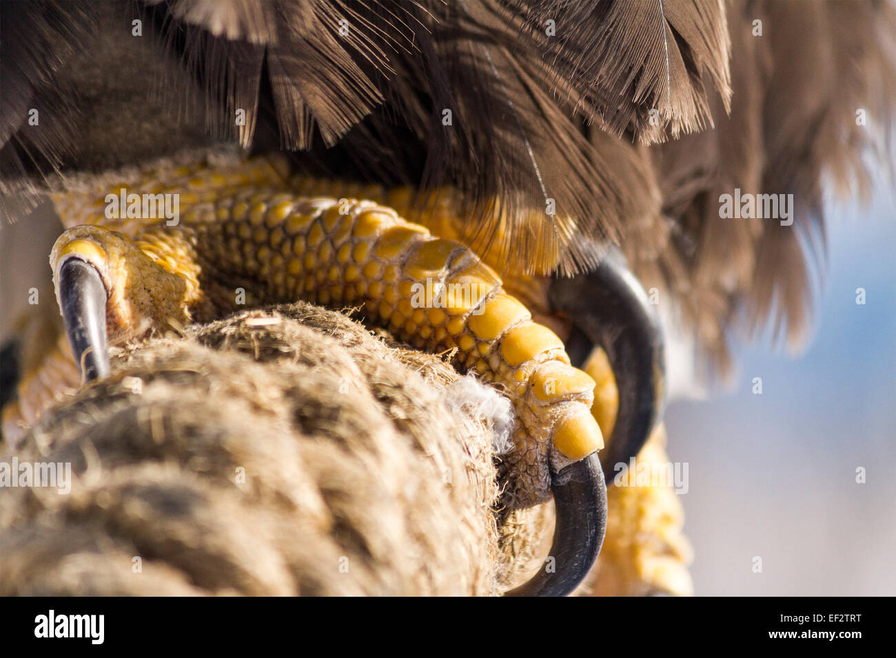 Talons of a North American Bald Eagle tethered to a stand at a falconry demonstration Stock Photo
