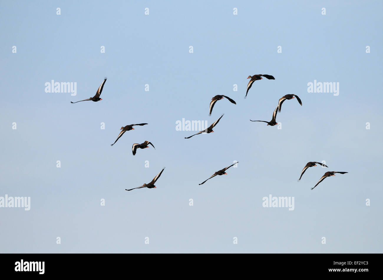 Large group of Glossy Ibis in flight near Venice on the west coast of Florida, just south of Tampa and Sarasota. Stock Photo