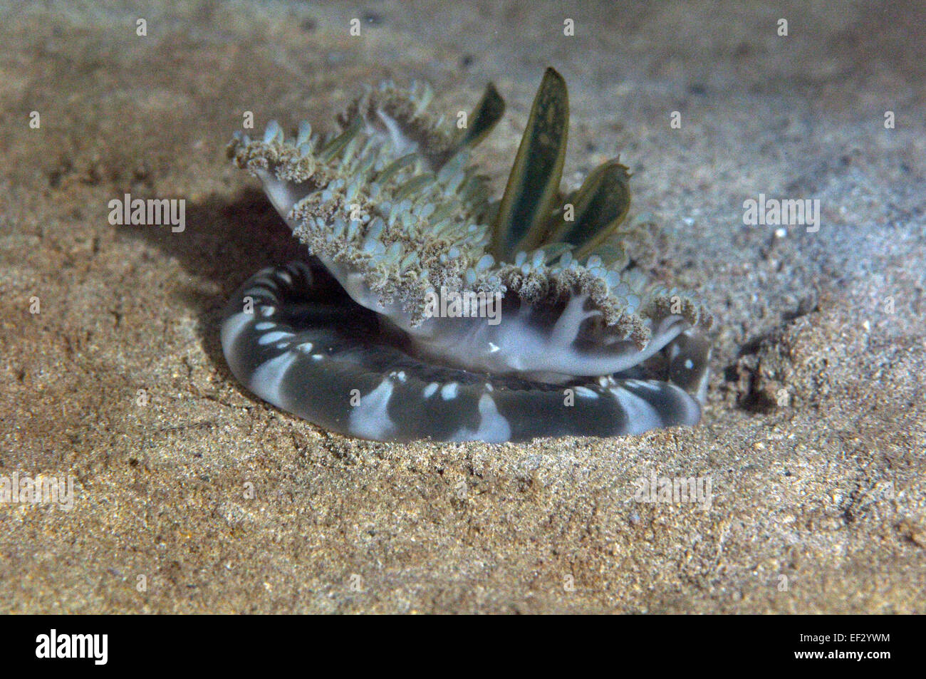 Upside-down jellyfish, Cassiopea andromeda, Kaneohe Bay, Oahu, Hawaii Stock Photo