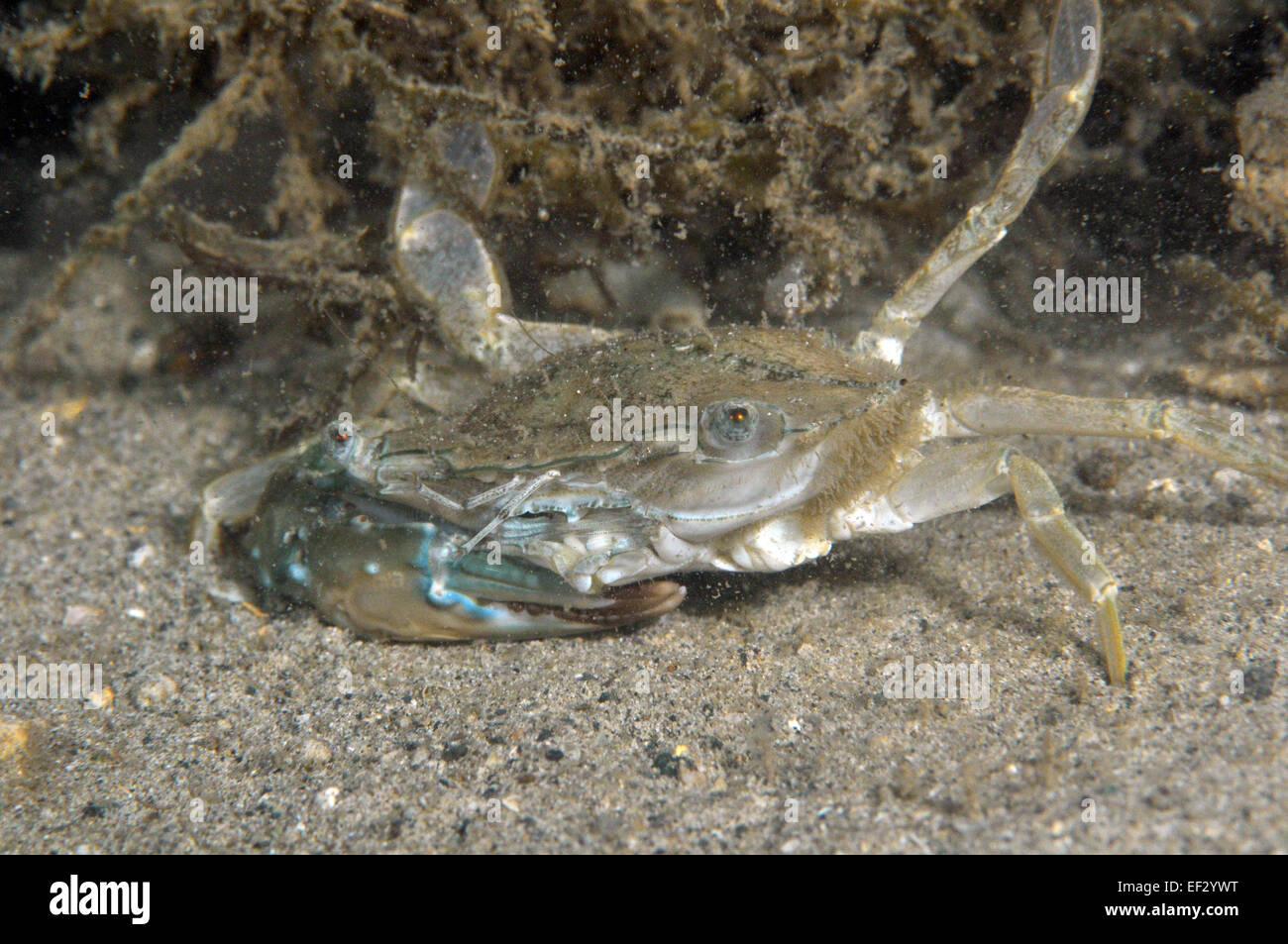Swimming crab at night, Charybdis sp., Kaneohe Bay, Oahu, Hawaii Stock