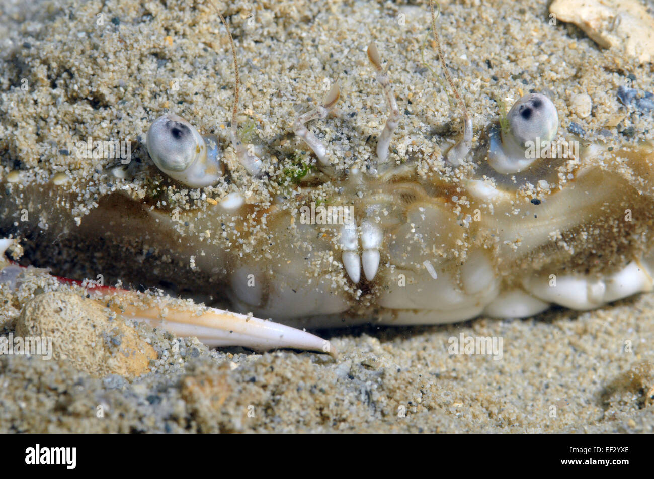 Blood spotted swimming crab, Portunus sanguinolentus, Kaneohe Bay, Oahu, Hawaii Stock Photo