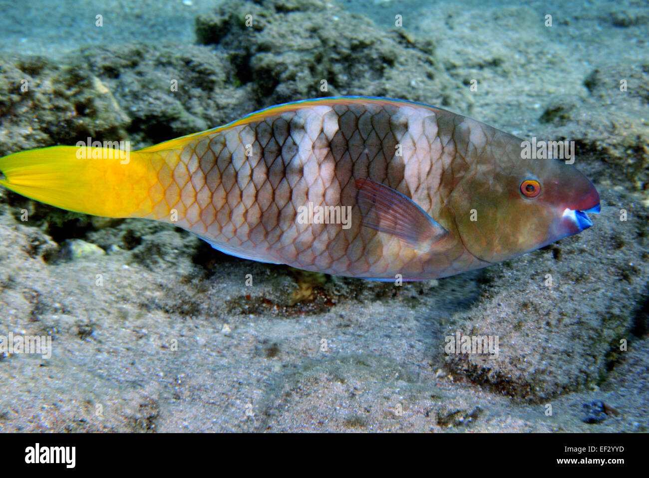 Parrotfish, Scarus sp., Eilat, Israel Stock Photo