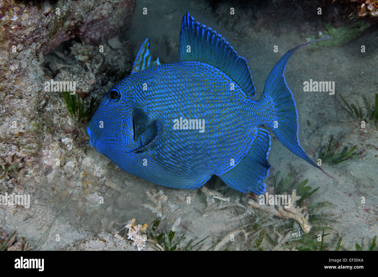 Blue triggerfish, Pseudobalistes fuscus, Eilat, Red Sea,  Israel Stock Photo