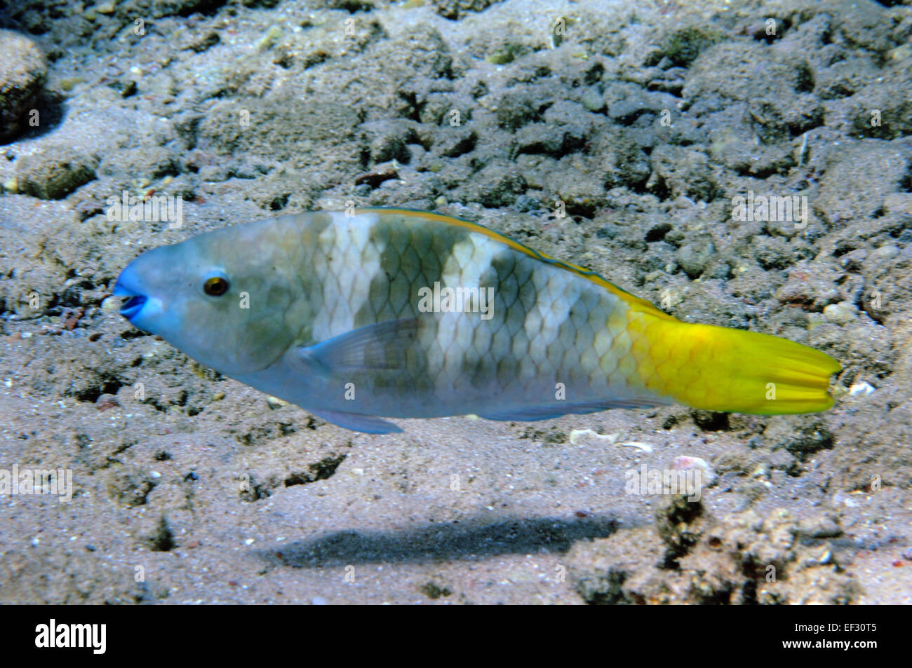 Parrotfish, Scarus sp., Eilat, Red Sea, Israel Stock Photo