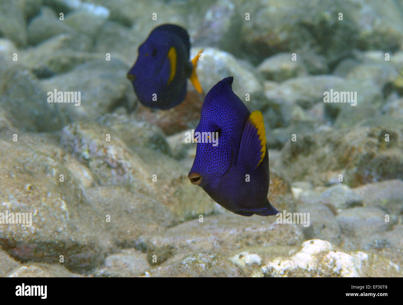 Yellowtail tang or Red Sea sailfin, Zebrasoma xanthurum, Eilat, Red Sea, Israel Stock Photo