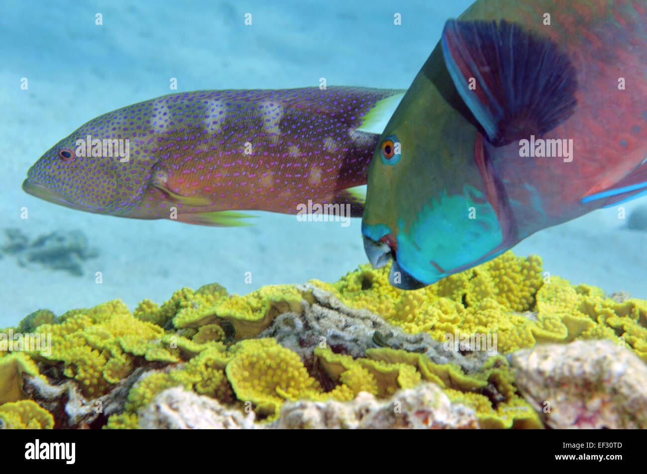 Red Sea steephead parrotfish, Chlorurus gibbus,  and Yellow-edged lyretail grouper, Variola louti swimming in background, Eilat, Stock Photo