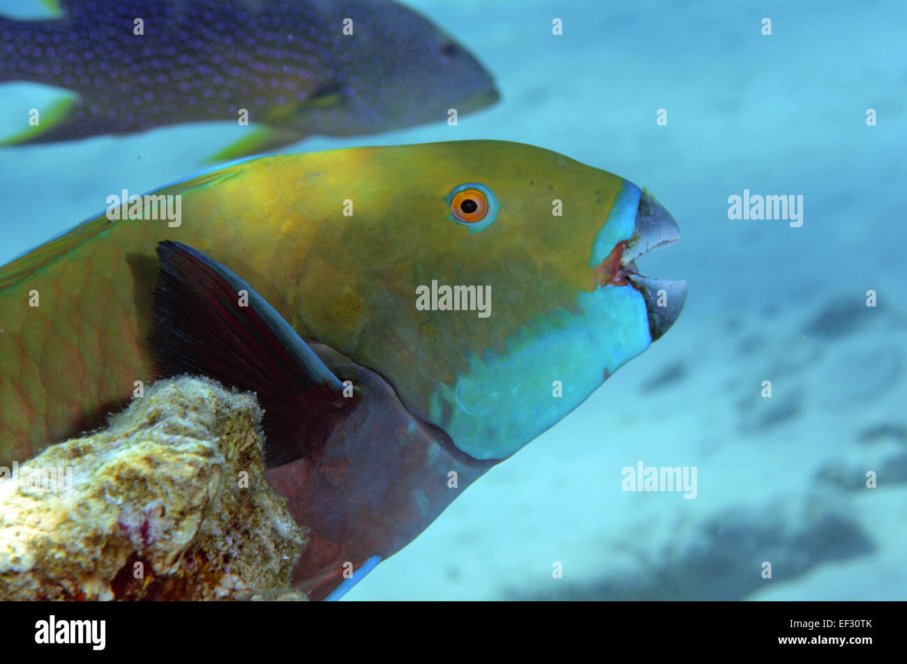 Red Sea steephead parrotfish, Chlorurus gibbus,  and Yellow-edged lyretail grouper, Variola louti swimming in background, Eilat, Stock Photo