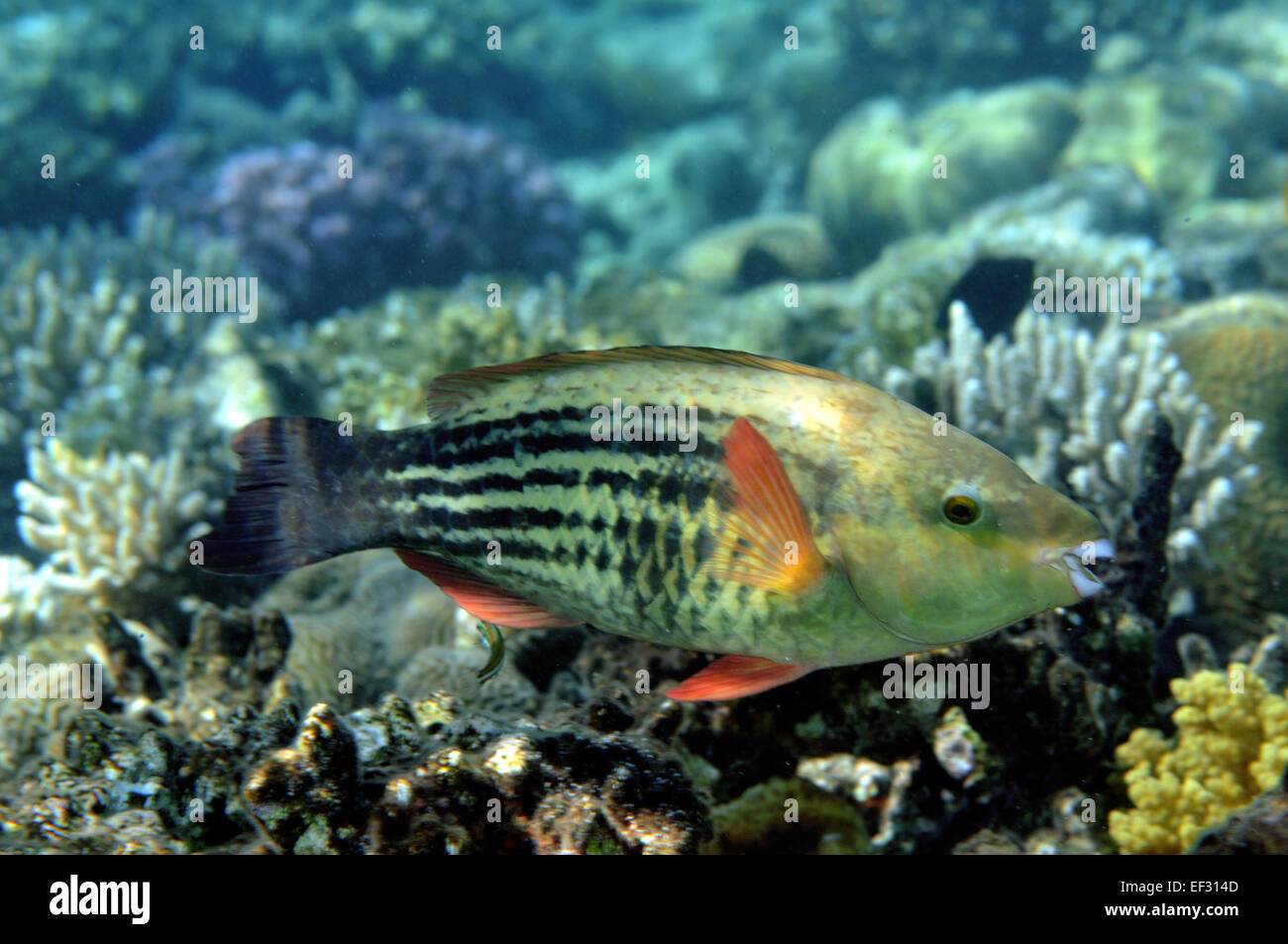 Parrotfish, Scarus sp., Eilat, Red Sea, Israel Stock Photo
