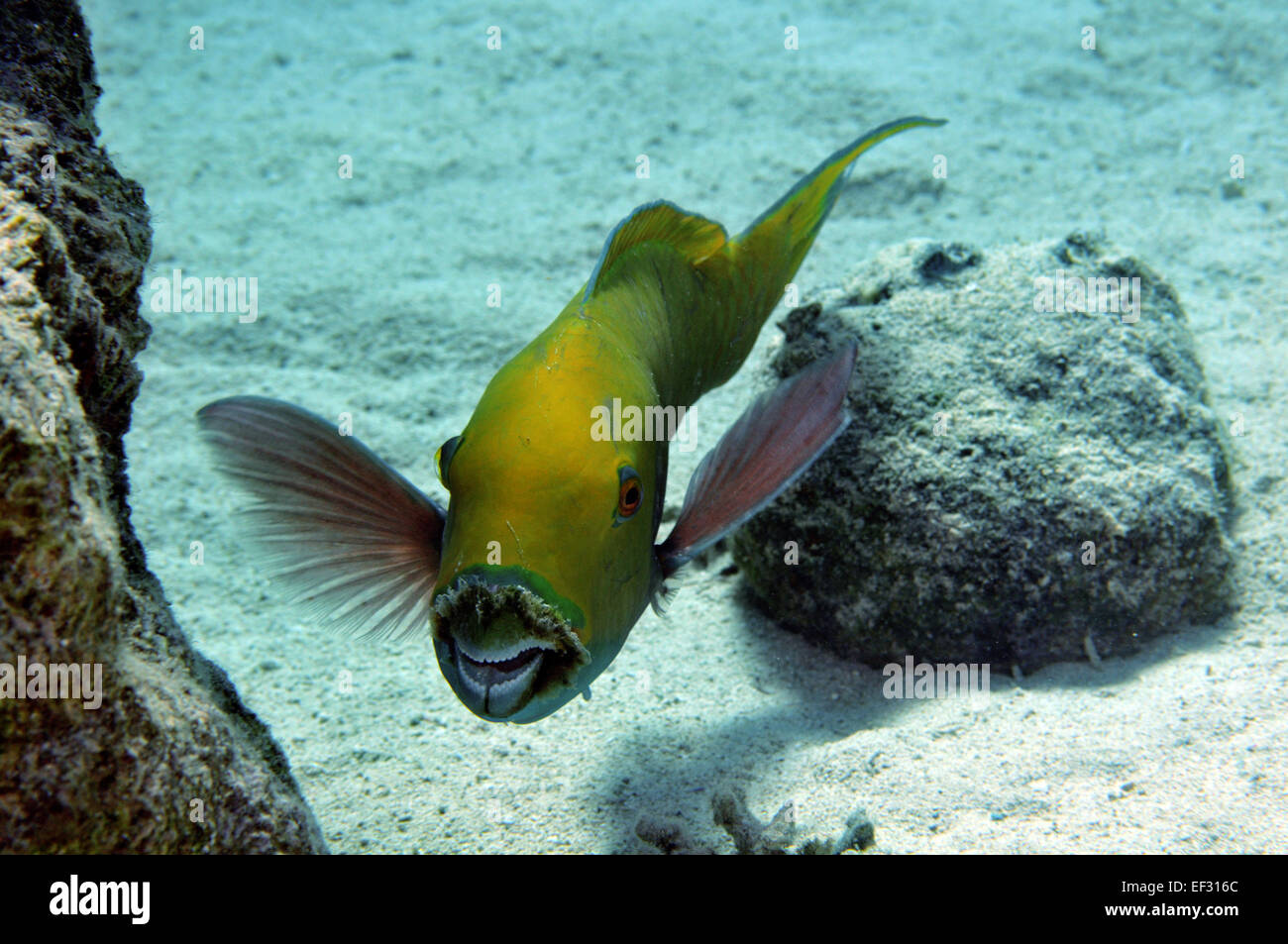 Red Sea steephead parrotfish or heavybeak parrotfish, Chlorurus gibbus, Eilat, Red Sea,  Israel Stock Photo
