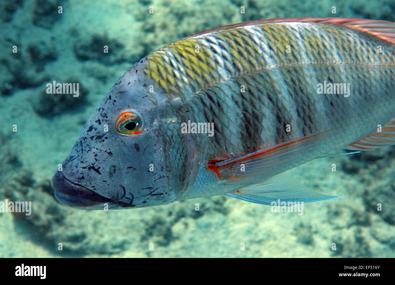 Mahsena emperor, Lethrinus mahsena,  Eilat, Red Sea, Israel Stock Photo