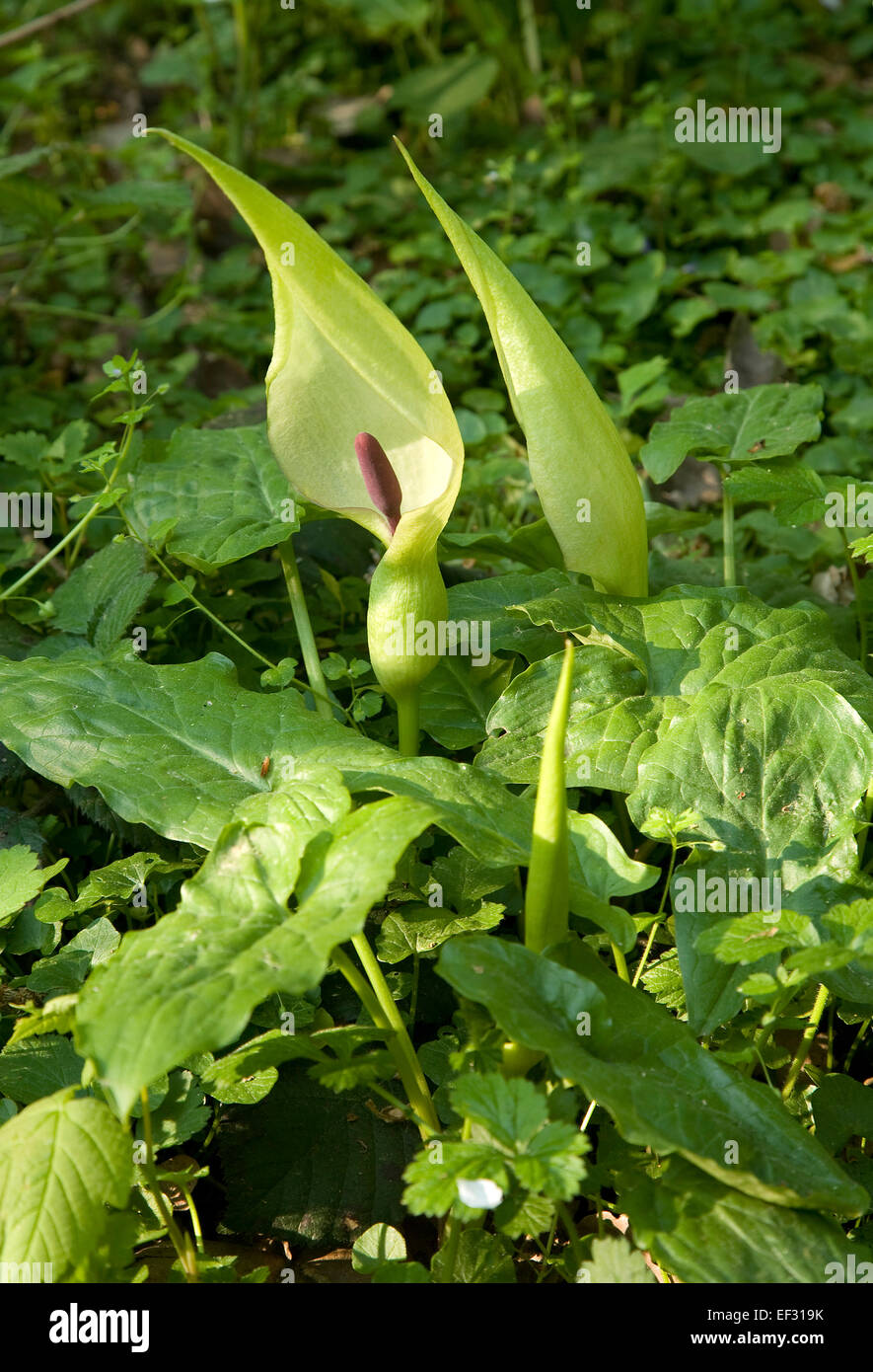 Arum Lily or Cuckoopint (Arum maculatum), Belgium Stock Photo