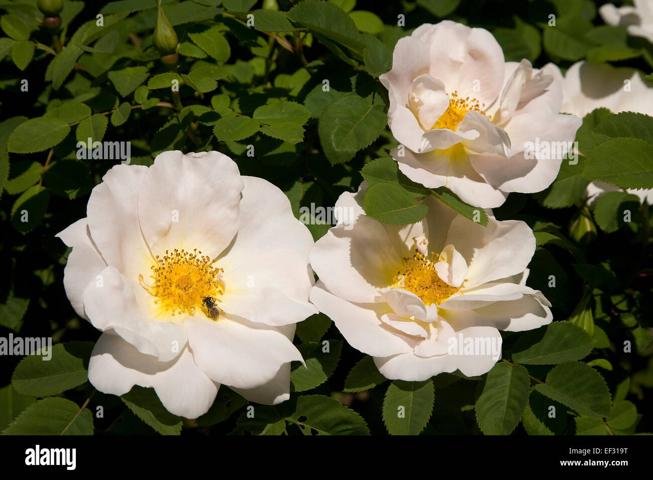 White Rose Flowers Nevada Cultivar Shrub Rose Rosa Nevada Stock