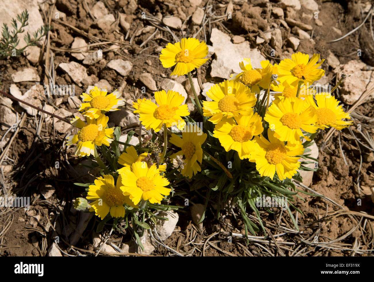 Stemless Fournerve Daisy (Hymenoxys acaulis), Bryce Canyon, Utah