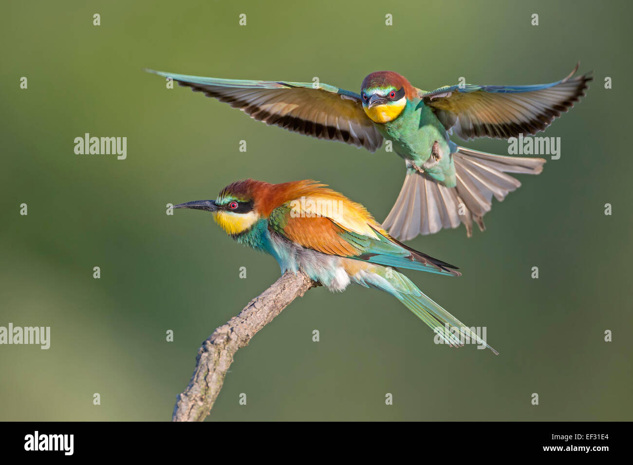 Bee-eater (Merops apiaster), pair, mating, approach, Saxony-Anhalt, Germany Stock Photo