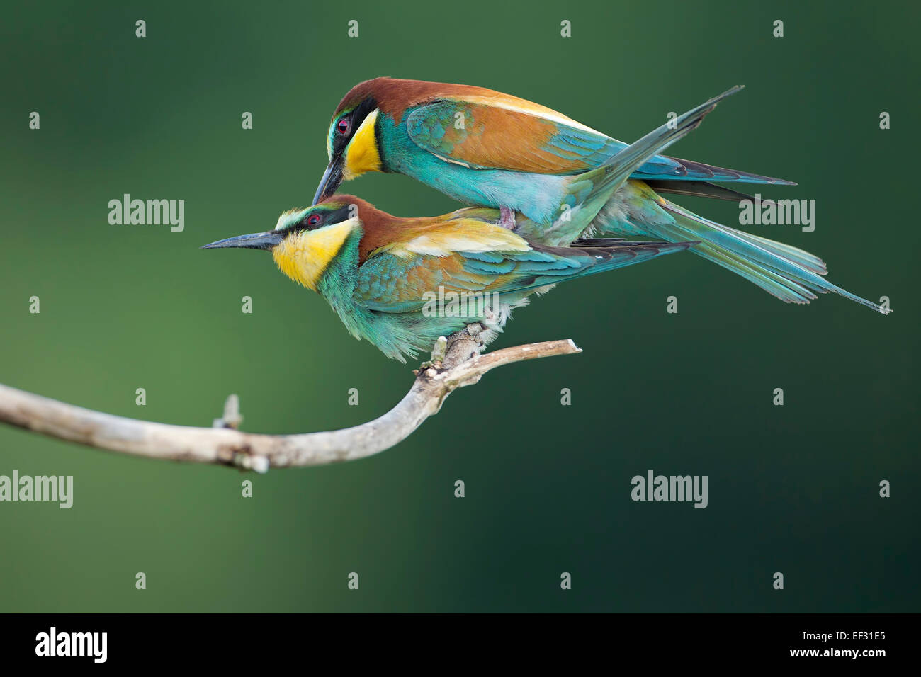 Bee-eater (Merops apiaster), pair, mating, Saxony-Anhalt, Germany Stock Photo