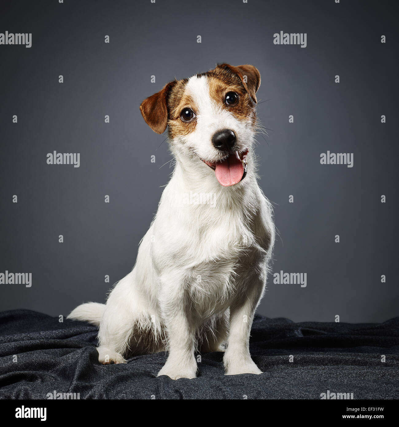 Cute puppy Jack Russell terrier, eight month old male - studio shot and gray background Stock Photo