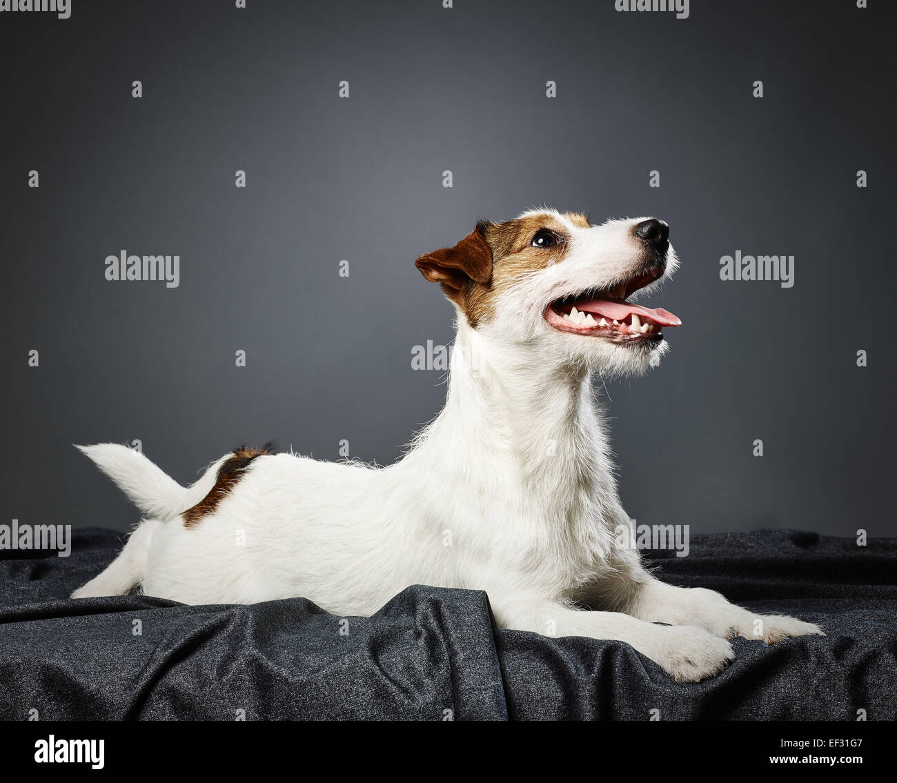 Cute puppy Jack Russell terrier, eight month old male - studio shot and gray background Stock Photo