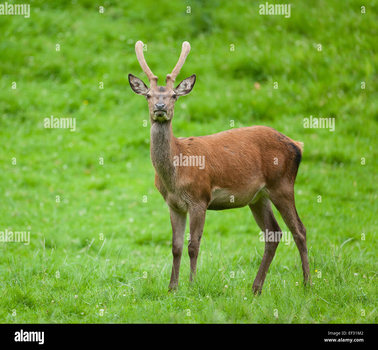 Red Deer (Cervus elaphus), young stag with velvet antlers, captive, Bavaria, Germany Stock Photo