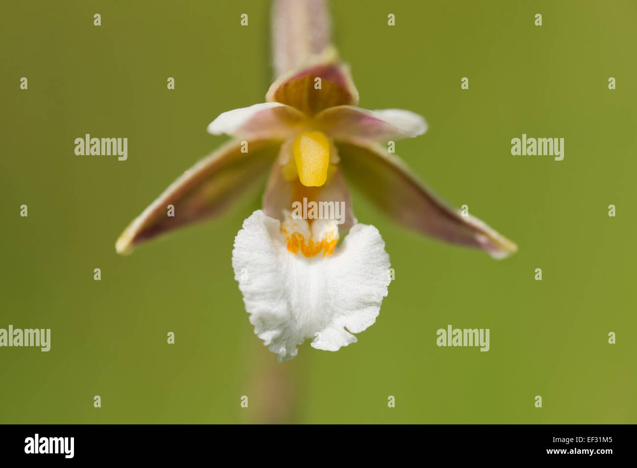 Marsh Helleborine (Epipactis palustris), flower, Thuringia, Germany Stock Photo