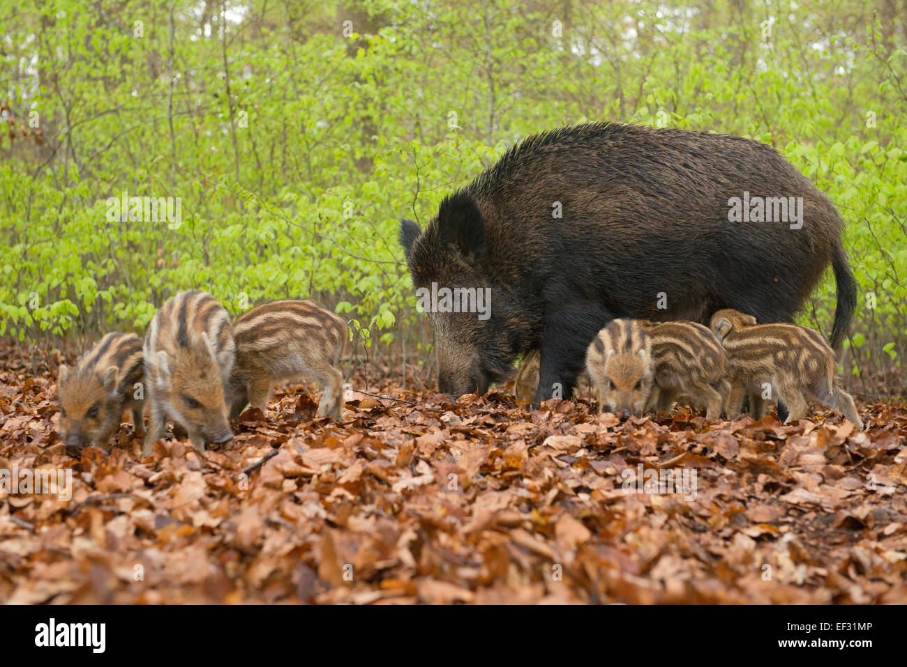 Wild Boars (Sus scrofa), sow and piglets in a spring forest, captive, North Rhine-Westphalia, Germany Stock Photo